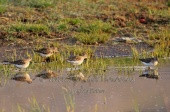 WildLife Photos of Birds, Waders, Wood Sandpiper, Tringa glareola